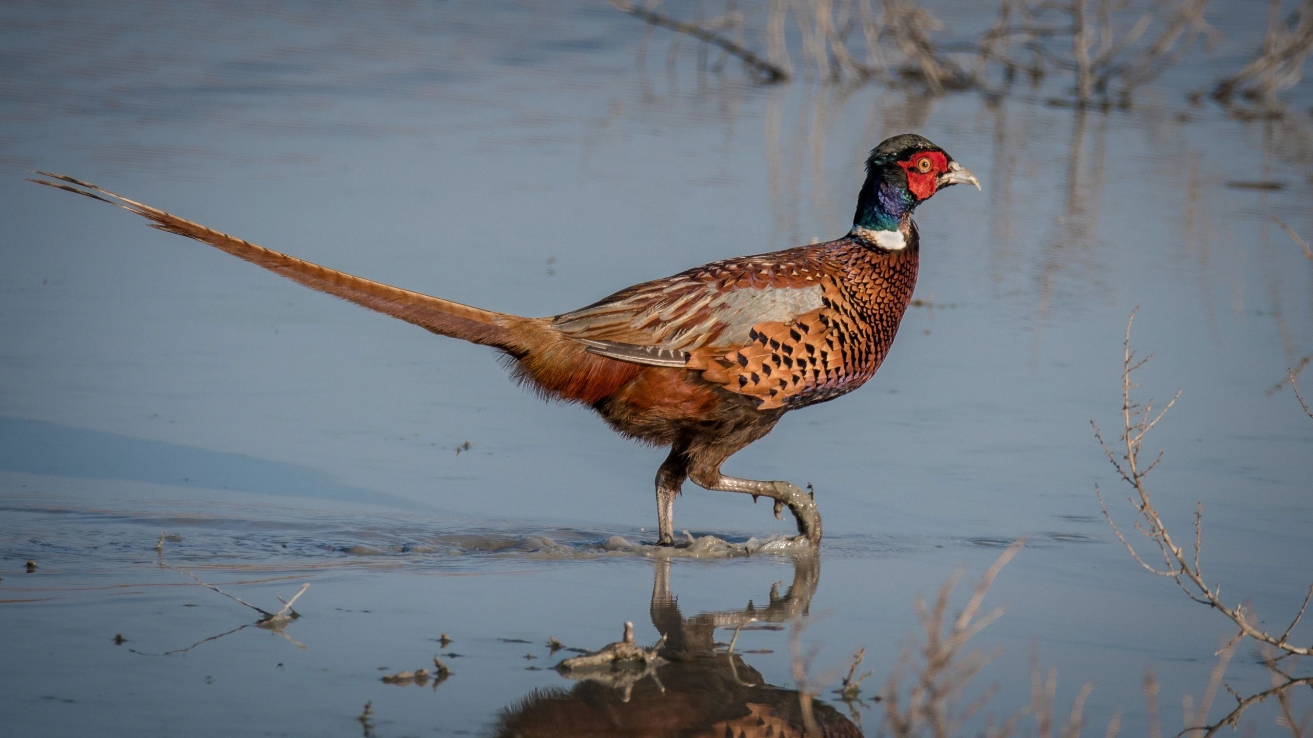 Pheasant hunting party with birds
