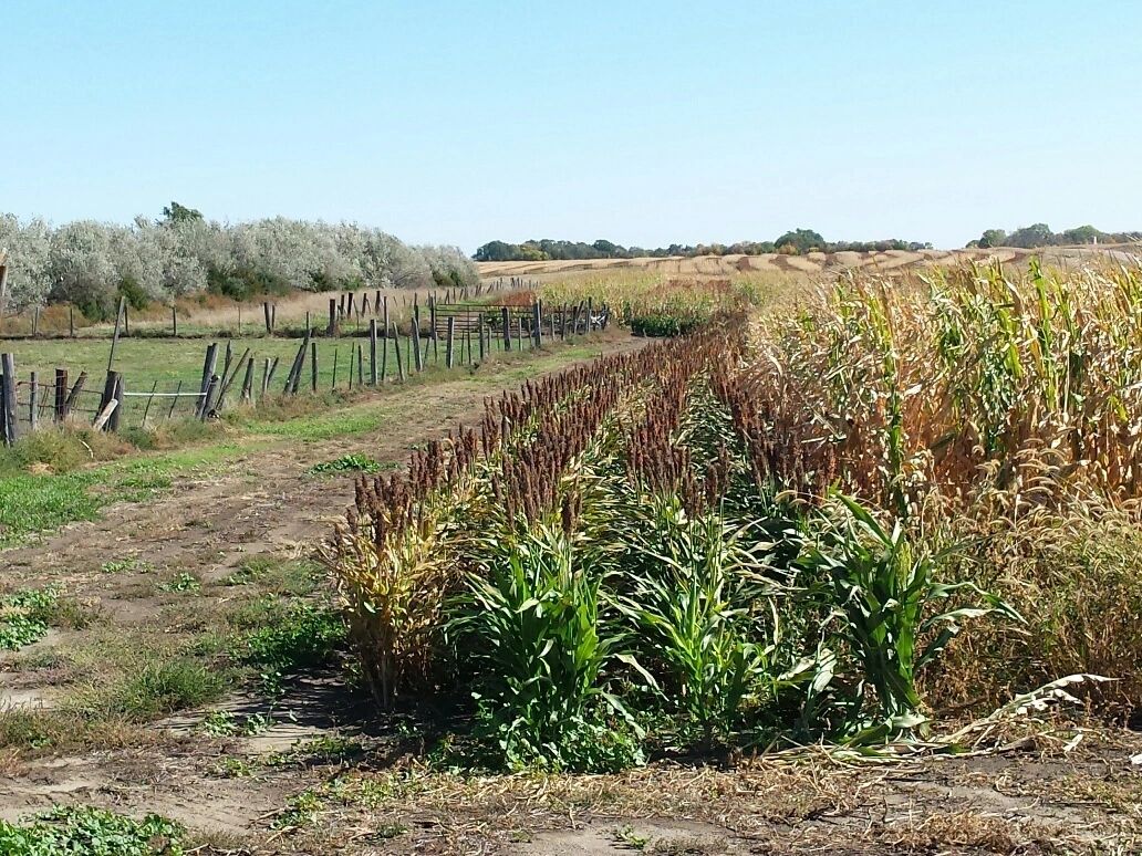 Managed pheasant habitat at Prime