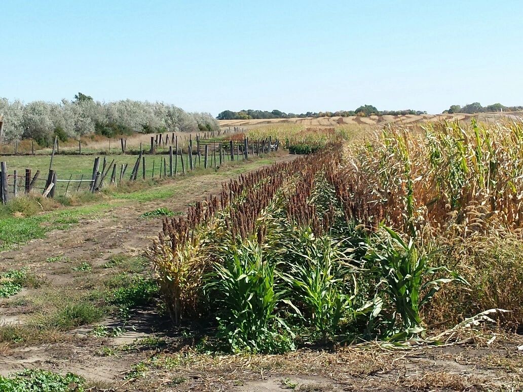 Managed pheasant habitat at Prime Pheasant Hunting